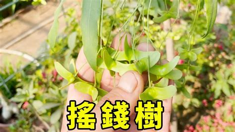 搖錢樹開花|搖錢樹春開花，夏掛果，秋冬掛滿“紅蝴蝶”，有院子必須種一棵！